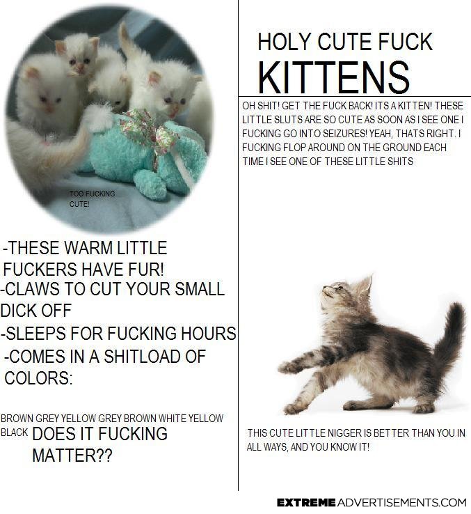 Kittens_extreme