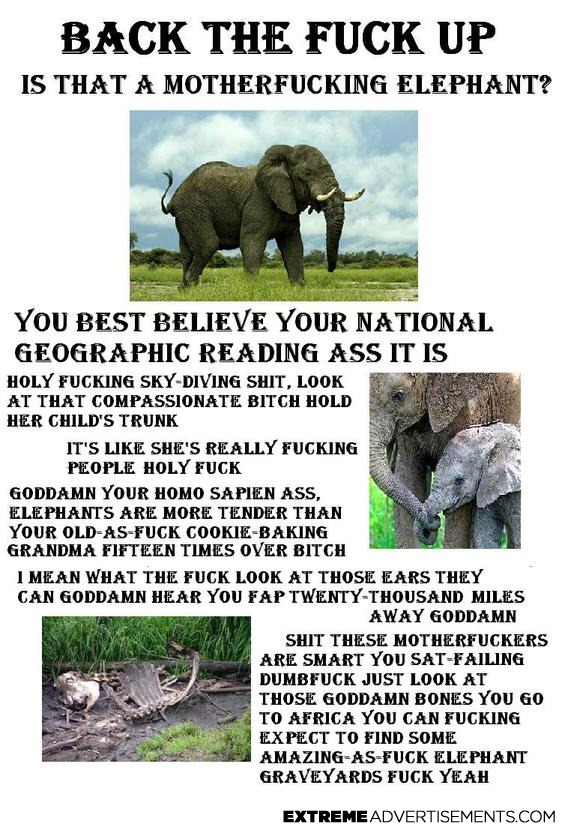 Elephant